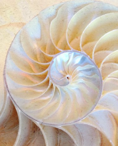 sea shell spiral